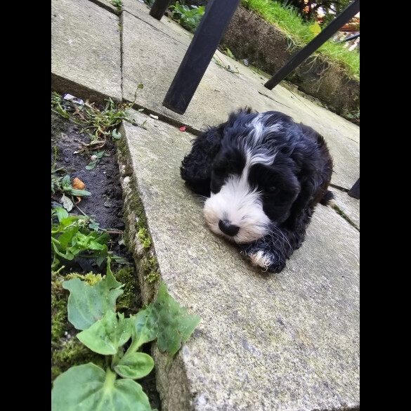 Cockapoo - Both