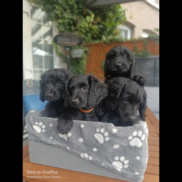 Cockapoo - Both