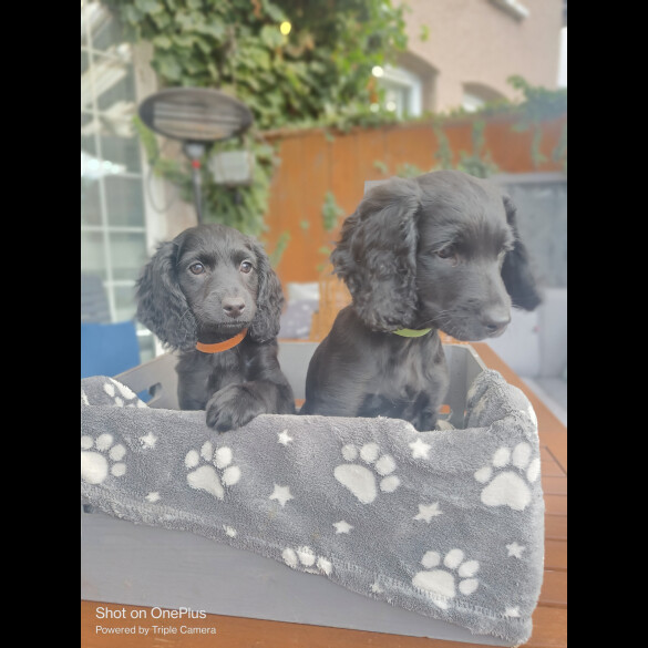 Cockapoo - Both