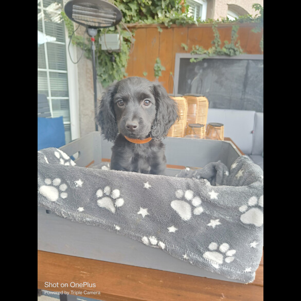 Cockapoo - Both