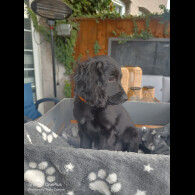 Cockapoo - Both