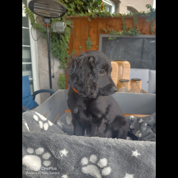 Cockapoo - Both