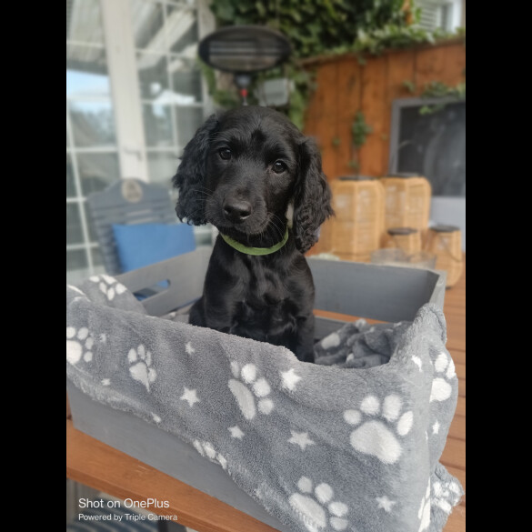 Cockapoo - Both