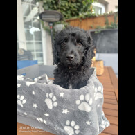 Cockapoo - Both