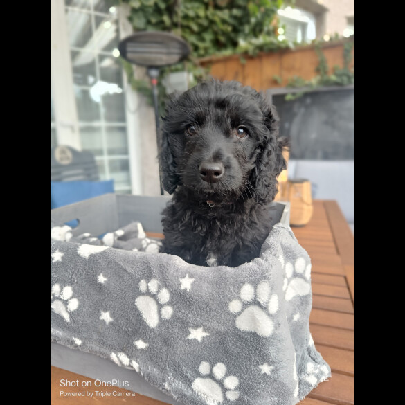 Cockapoo - Both