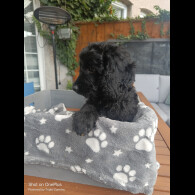 Cockapoo - Both