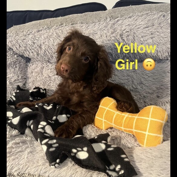Cockapoo - Both