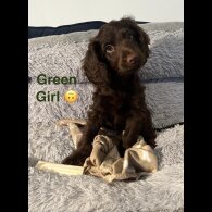 Cockapoo - Both