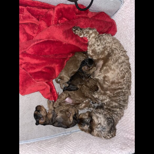 Cockapoo - Both