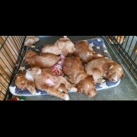 Cockapoo - Both