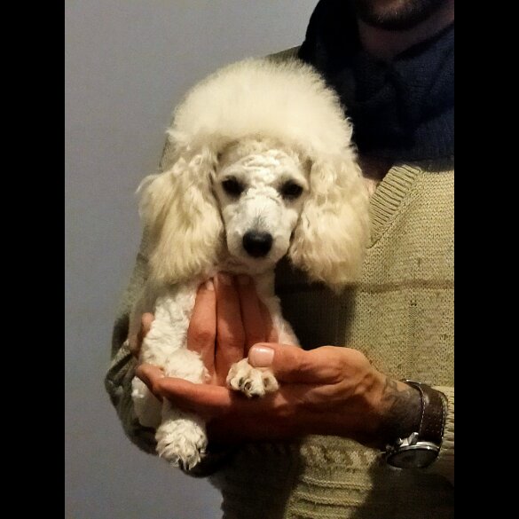 Cockapoo - Both