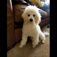 Cockapoo - Both