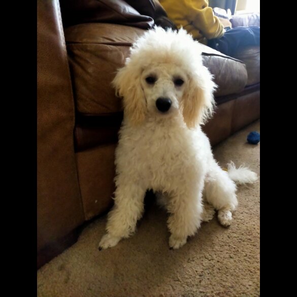 Cockapoo - Both