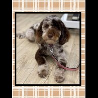 Cockapoo - Both