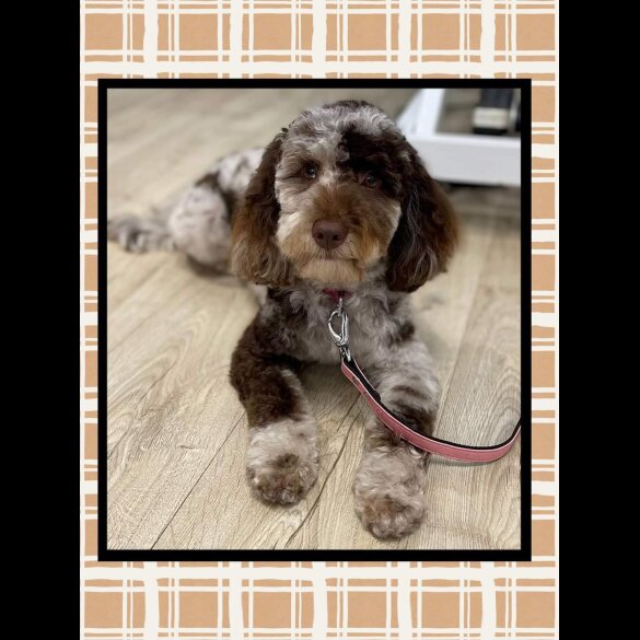 Cockapoo - Both