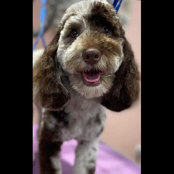 Cockapoo - Both