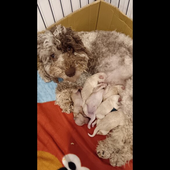 Cockapoo - Both