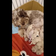Cockapoo - Both