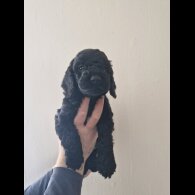Cockapoo - Both