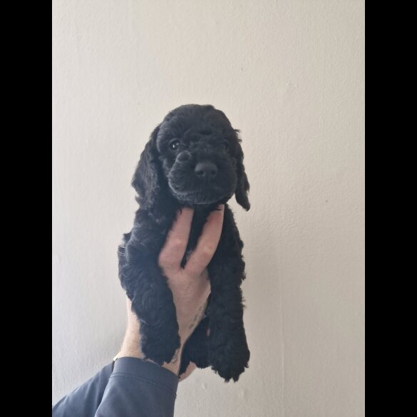 Cockapoo - Both