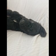 Cockapoo - Both