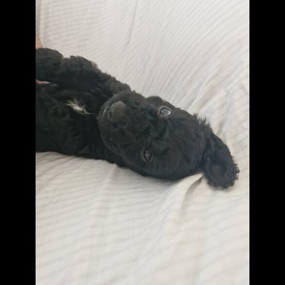 Cockapoo - Both