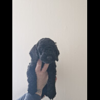 Cockapoo - Both