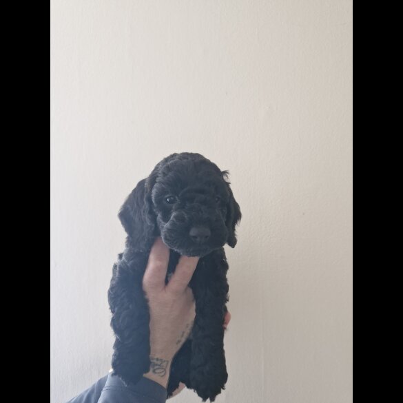Cockapoo - Both