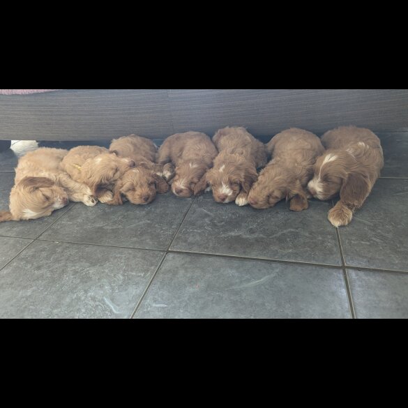 Cockapoo - Both