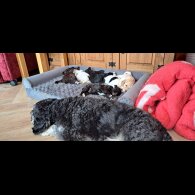 Cockapoo - Dogs