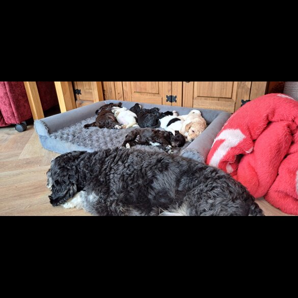 Cockapoo - Dogs