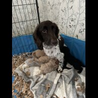 Cockapoo - Both