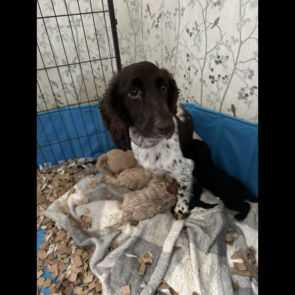 Cockapoo - Both
