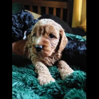 Cockapoo - Both
