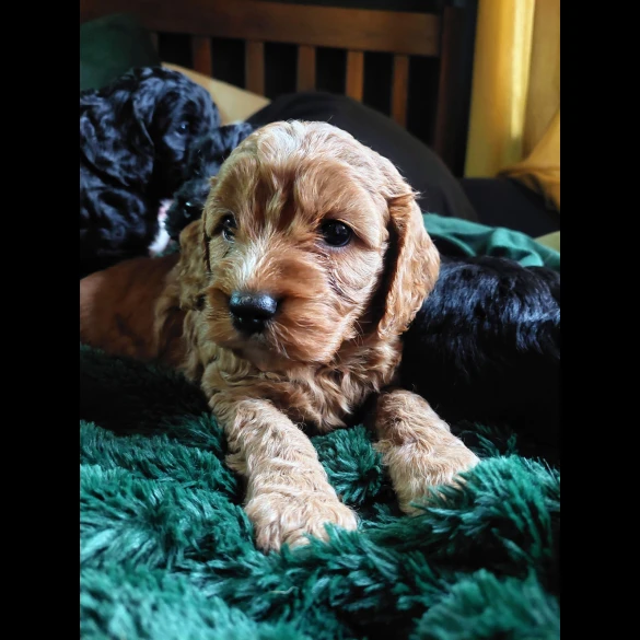 Cockapoo - Both