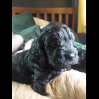 Cockapoo - Both