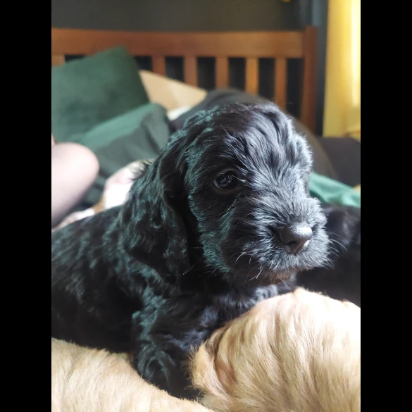Cockapoo - Both