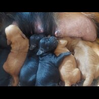 Cockapoo - Both