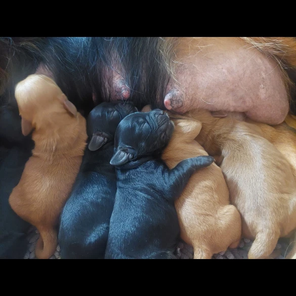 Cockapoo - Both