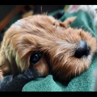 Cockapoo - Both