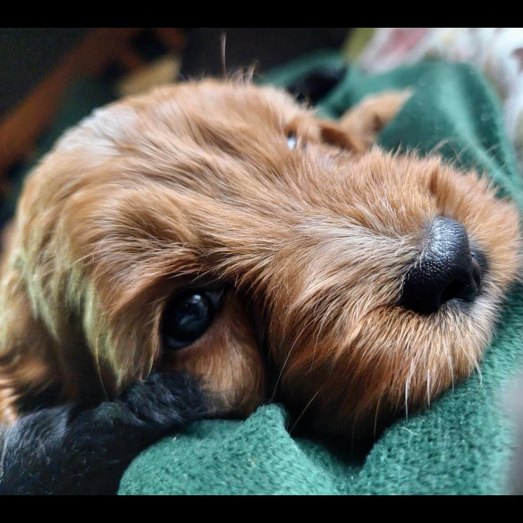 Cockapoo - Both
