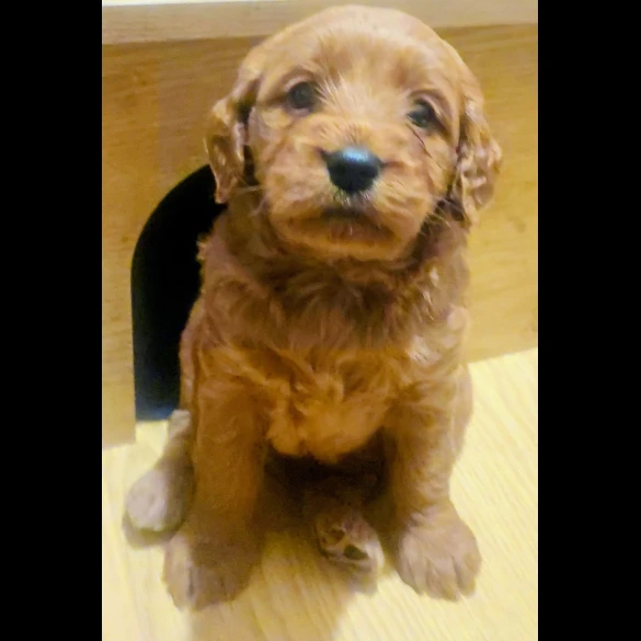 Cockapoo - Both