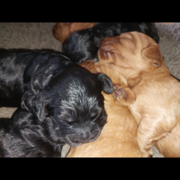 Cockapoo - Both