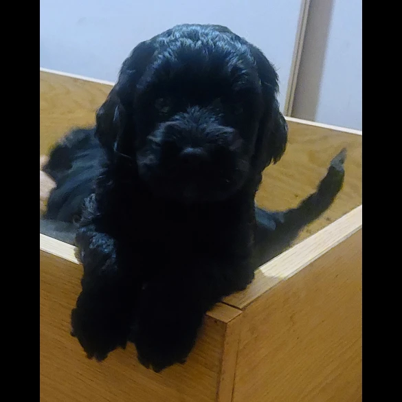 Cockapoo - Both