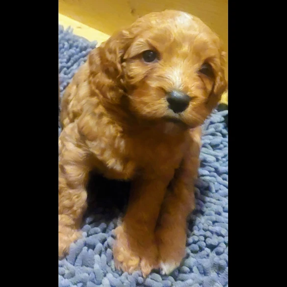 Cockapoo - Both