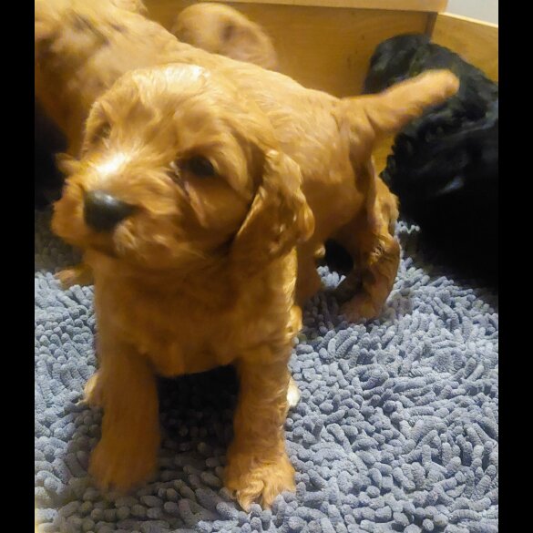 Cockapoo - Both