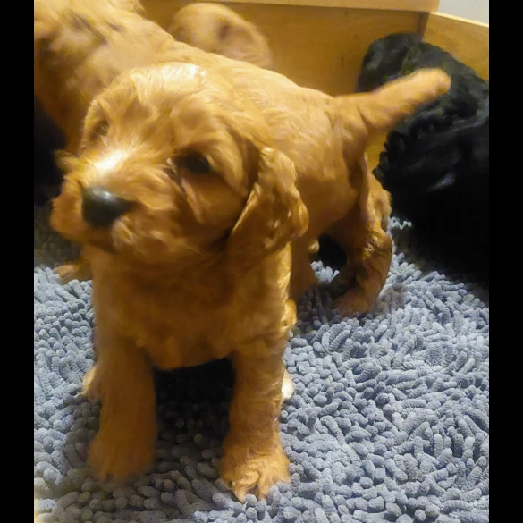 Cockapoo - Both