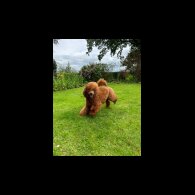 Cockapoo - Both