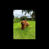 Cockapoo - Both