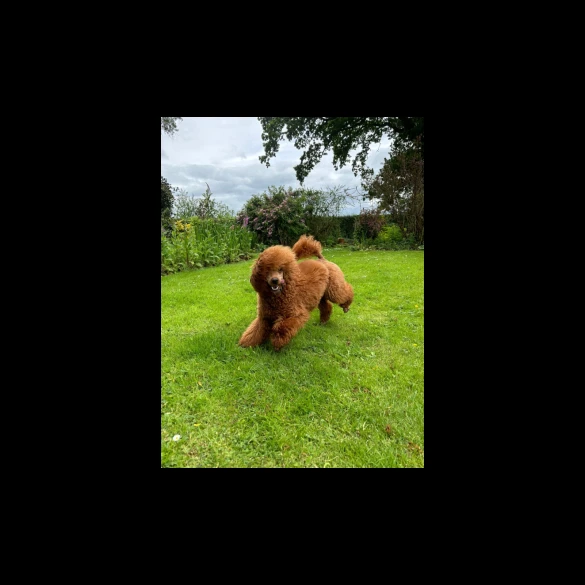 Cockapoo - Both